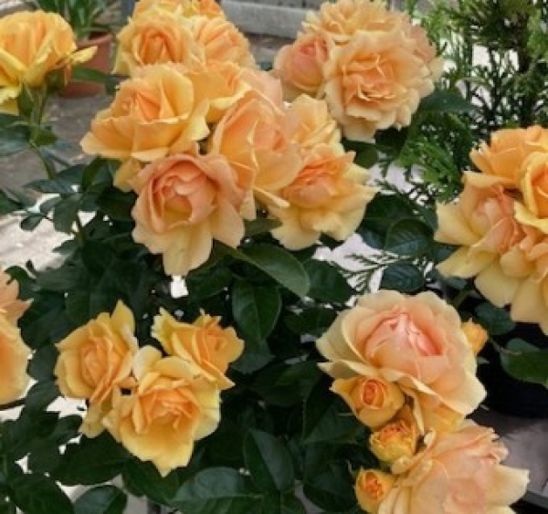 Beetrose Hansestadt Rockstock