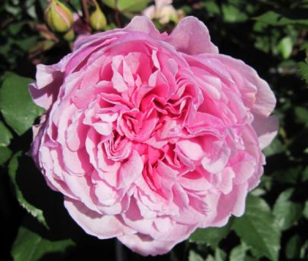 Englische Rose Strawberry Hill