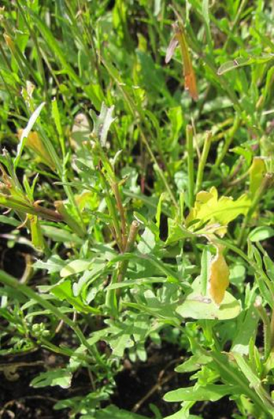 Rucola