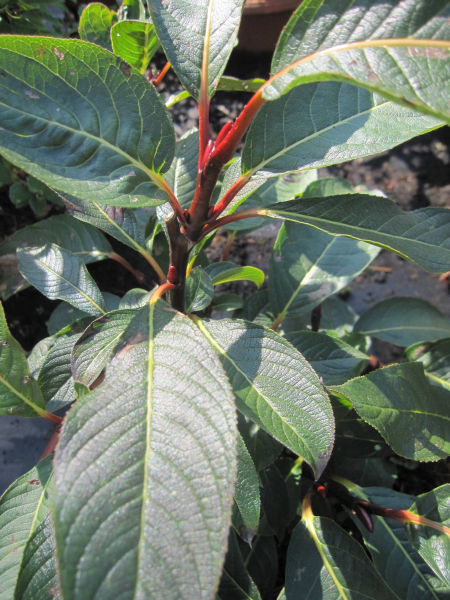 Salix moupinensis 2