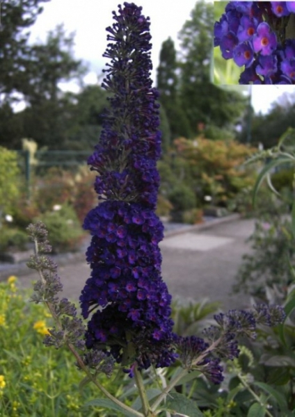 Schmetterlingsflieder Black Knight