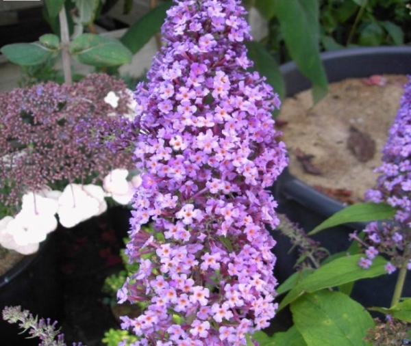 Sommerflieder Peakeep