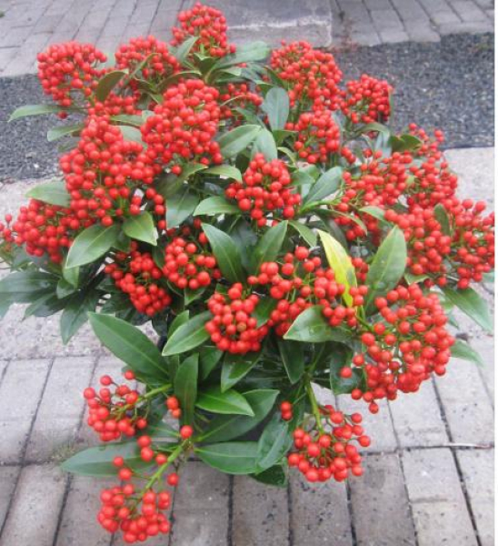 Japanische Blütenskimmie Pabella