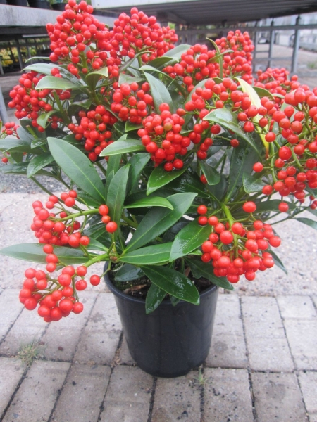 Japanische Blütenskimmie Pabella