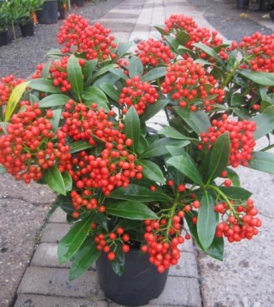 Japanische Blütenskimmie Pabella