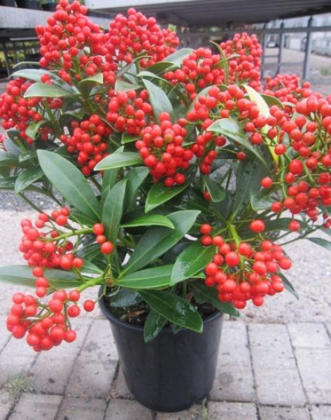Japanische Skimme Winnies Dwarf