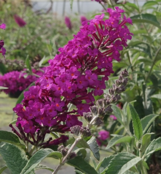Schmetterlingsflieder buzz Pink Purple