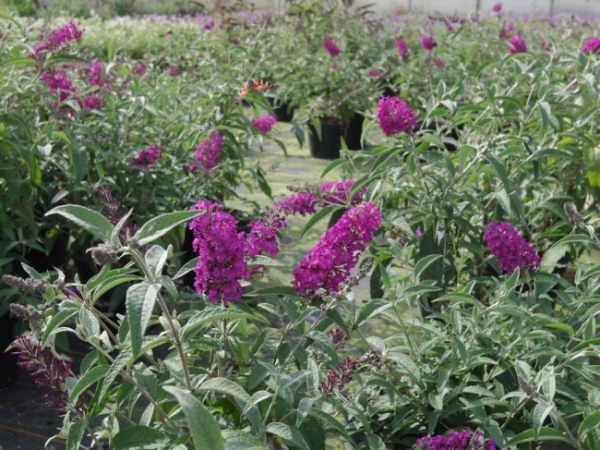 Schmetterlingsflieder buzz Pink Purple