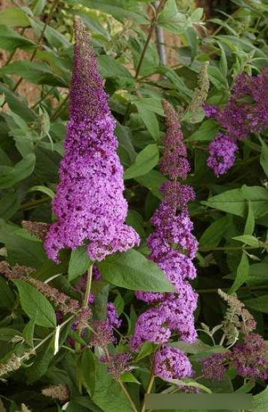 Sommerflieder Reve de Papillon Pink