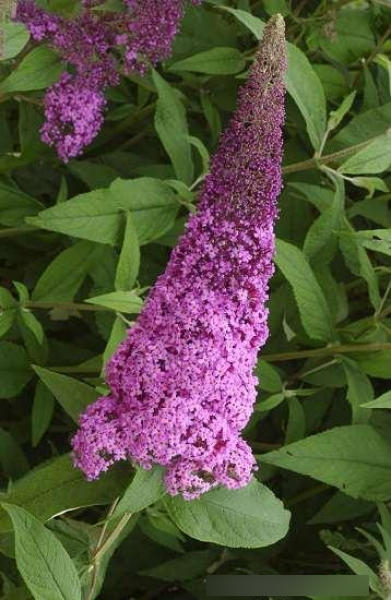Sommerflieder Reve de Papillon Pink