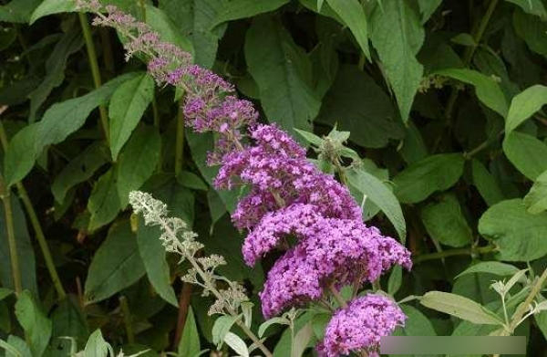 Sommerflieder Reve de Papillon Pink