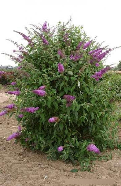 Sommerflieder Reve de Papillon Pink
