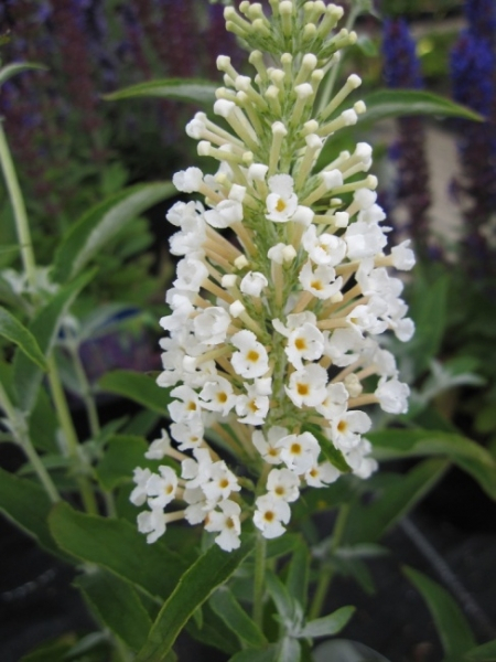 Sommerflieder Ivory
