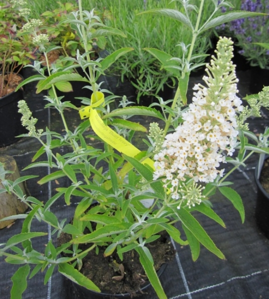 Buddleja buzz Ivory - Zwerg-Sommerflieder Ivory  60-100