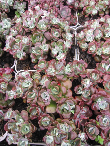 Spatelblättriges Fettblatt Purpureum