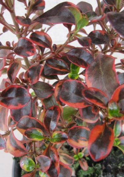 Speigelbusch Red Ruby
