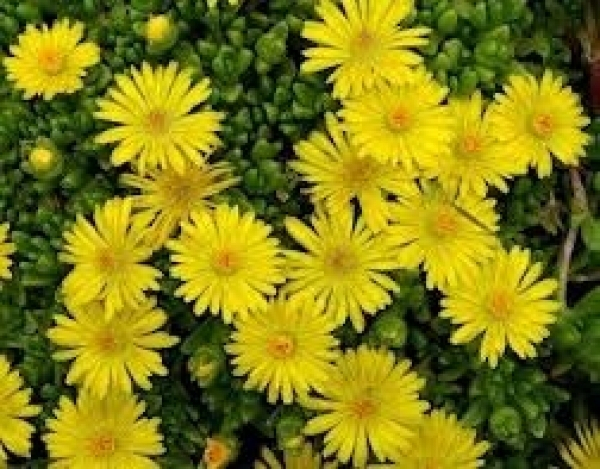 Stauden-Mittagsblume