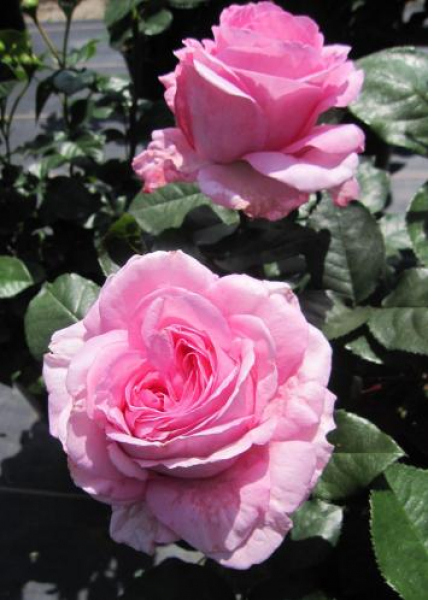 Edelrose Ghita Renaissance