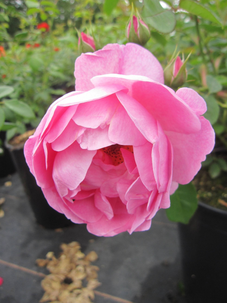 Englische Rose Royal Jubilee