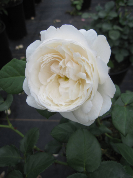 Strauchrose William and Catherine