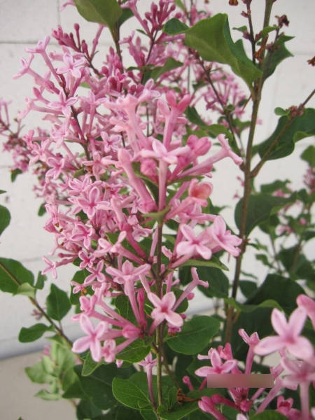 Zwergflieder Pink Perfume