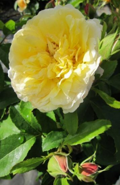 Stammrose The Sun and the Heart