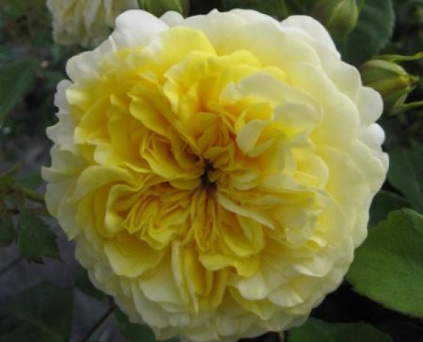 Stammrose The Sun and the Heart