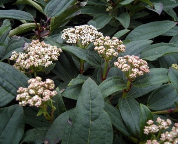 Viburnum davidii 2