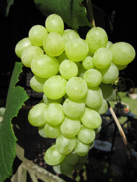 vitis orangentraube