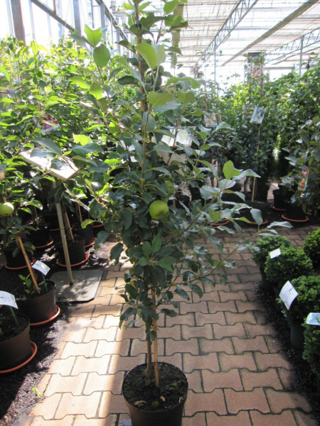 Winterapfelbaum Batullenapfel