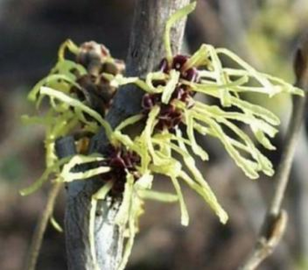 Zaubernuss Pallida