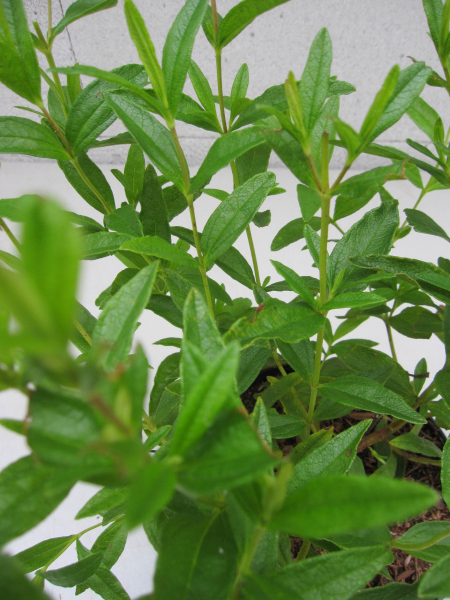 Zistrose Cistus loretii stenophyllus