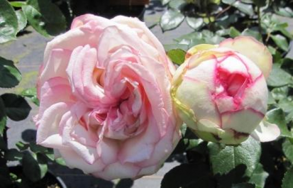 Zwergrose Biedermeier