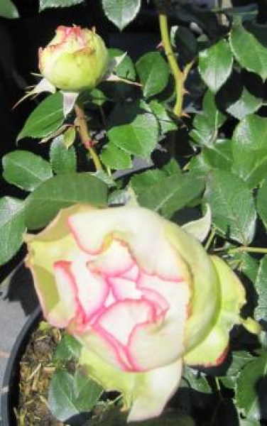 Zwergrose Biedermeier