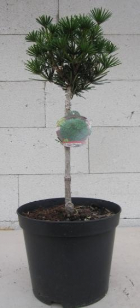 Japanische Schirmtanne Kobito