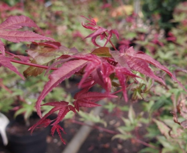 Acer palmatum beni maiko