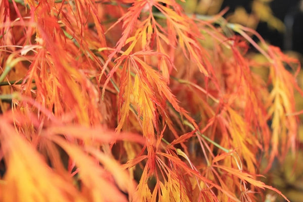 Ahorn palmatum Dissectum 2