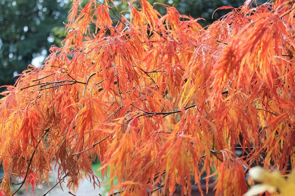 Ahorn palmatum Dissectum 3
