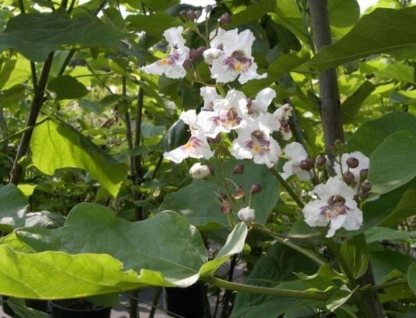 Catalpa bignonioides
