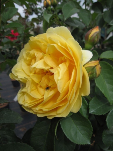 Englische Rose Graham Thomas