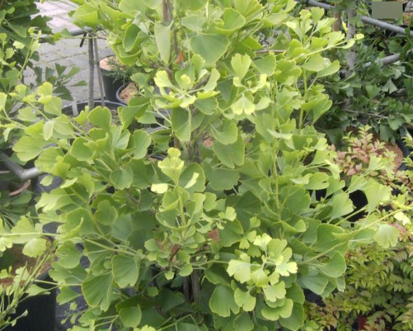 Ginkgo biloba Tit