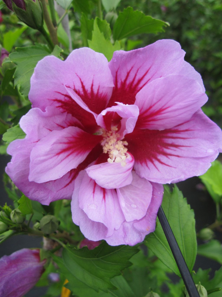 Hibiskus Purple Pillar