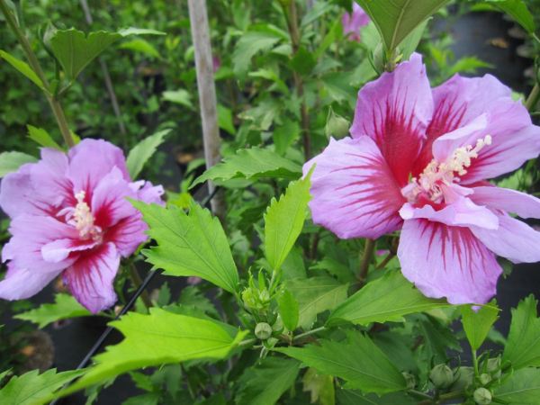 Hibiskus Purple Pillar