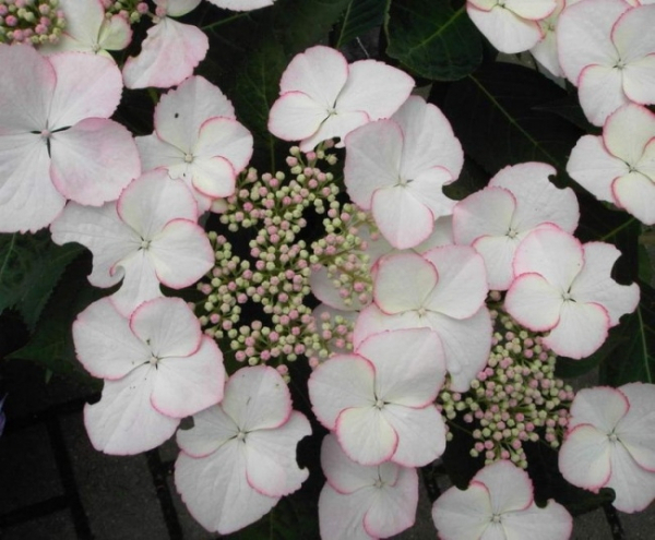 Bauernhortensie Love you Kiss