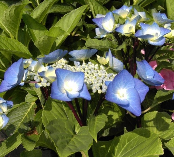 Bauernhortensie Zorro