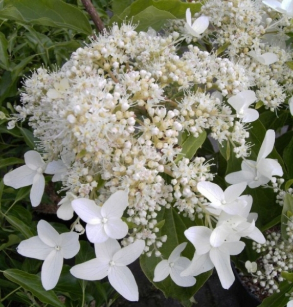 Rispenhortensie Praecox