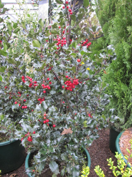 Ilex meserveae Blue Euro - Stechpalme Blue Euro - 80-100cm