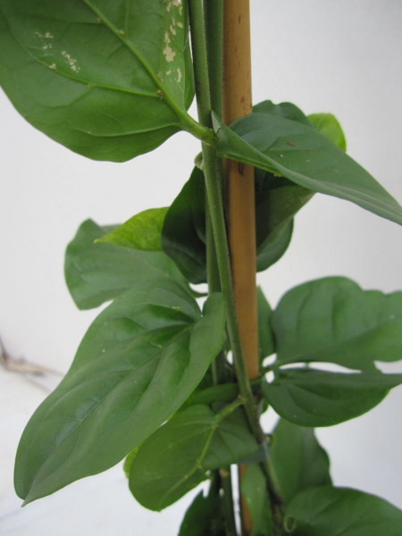 Arabischer Jasmin Sambac