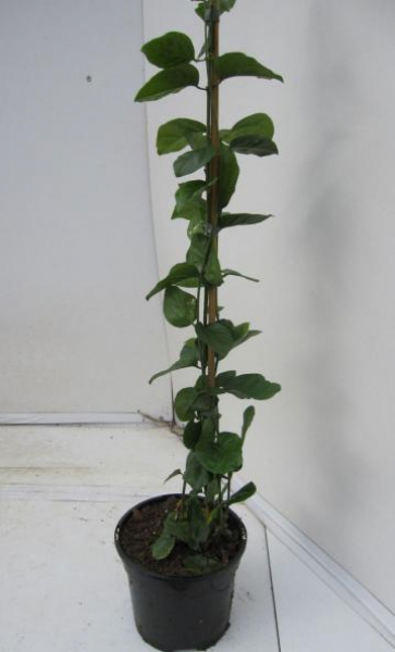 Arabischer Jasmin Sambac