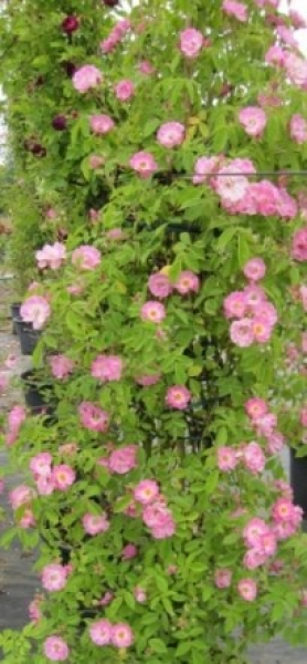 Ramblerrose Blush Rambler